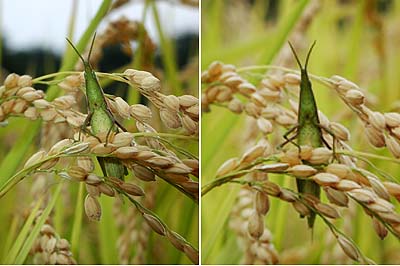 広角と望遠の表現1（オンブバッタ）