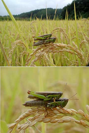 広角と望遠の表現2（イナゴ）
