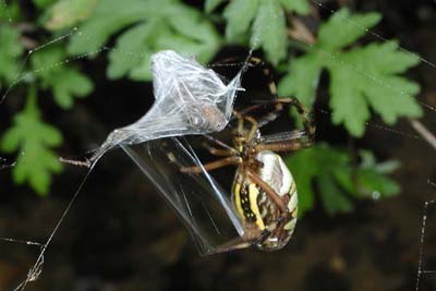 バッタを捕らえたナガコガネグモ