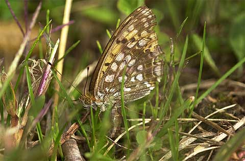 ウラギンヒョウモンの産卵