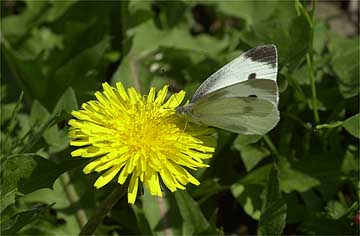 タンポポふたたび