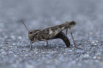 産卵場所が違いますよ！