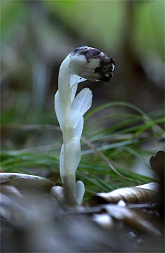 ギンリョウソウモドキ