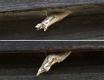 アゲハとクロアゲハの蛹