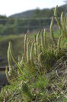 ツメレンゲの花