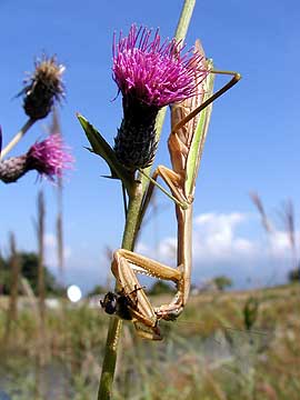 ハナアブを食べるオオカマキリ
