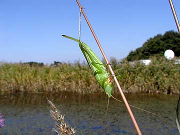 ヒメクサキリのメス