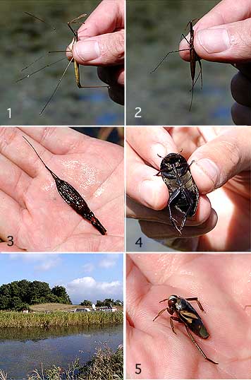 ため池の虫たち