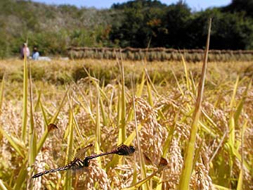 ノシメトンボの産卵