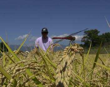 ナツアカネと稲刈り