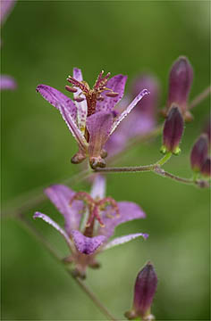 ホトトギスの一種