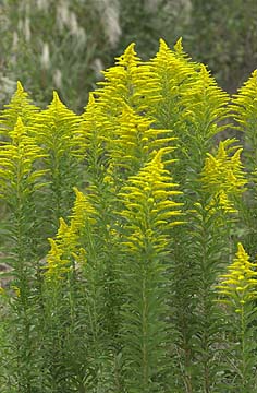 セイタカアワダチソウ