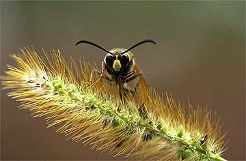 スズバチはまだ活動中