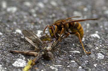 キイロスズメバチ