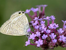 ウラナミシジミ