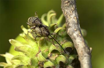 コナラシギゾウムシの交尾
