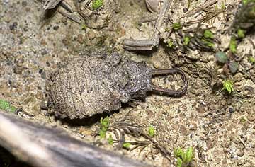 キバネツノトンボの幼虫