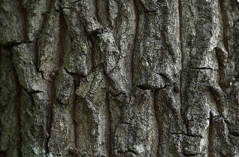 クイズ！キノカワガはどこに？