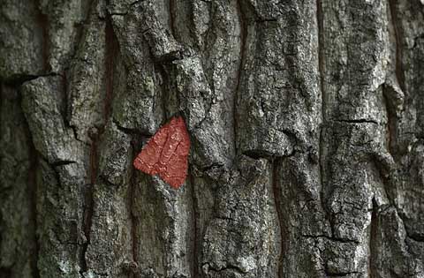 答。キノカワガはこちら