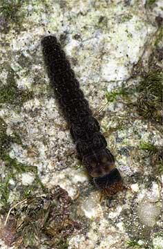 ジョウカイボンの幼虫