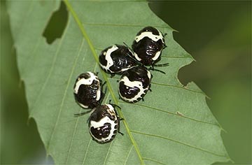 アカスジキンカメムシの幼虫