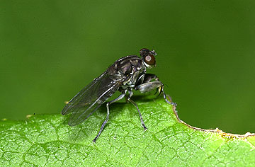 カマバエの一種