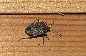 クサギカメムシ