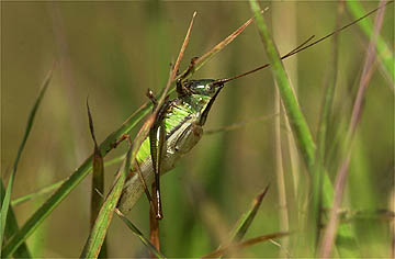 オナガササキリ