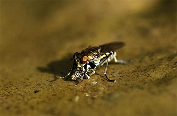 ウンカを食べるカマバエ
