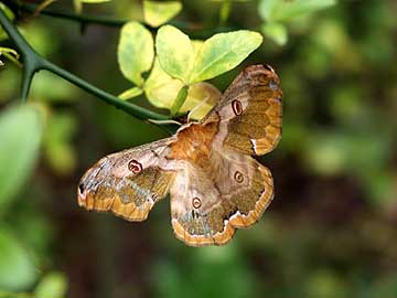 ヒメヤママユのメス