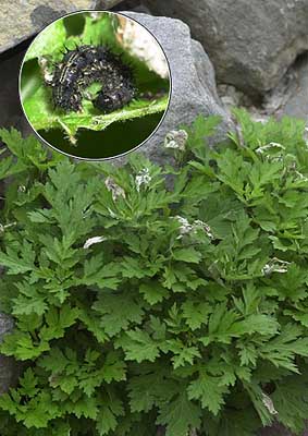 ヒメアカタテハの幼虫