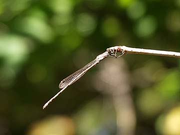 オツネントンボ