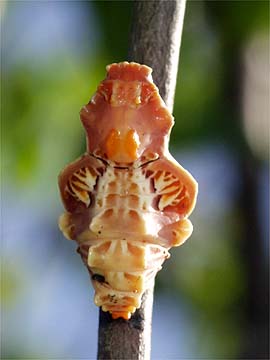 ジャコウアゲハの蛹