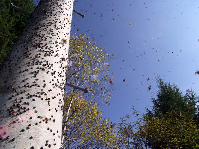 越冬の準備をするテントウムシ