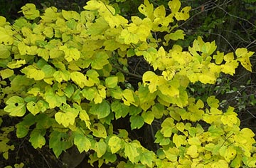 ダンコウバイの黄葉