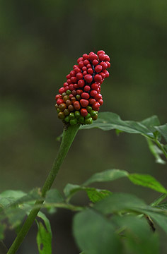 テンナンショウ属の実