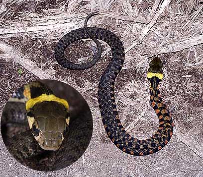 ヤマカガシの赤ちゃん