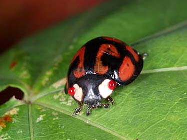 カメノコテントウ