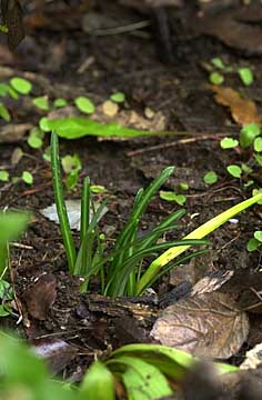 ヒガンバナの葉