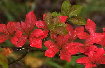 ドウダンツツジの紅葉