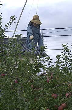 リンゴ畑のかかし