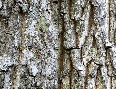 今日のキノカワガ（問題編）