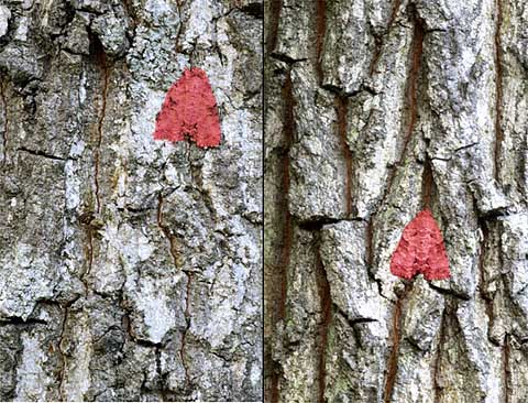 今日のキノカワガ（解答編）