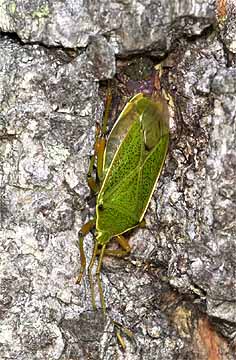 クヌギカメムシ