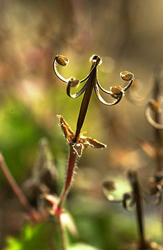 ゲンノショウコの実