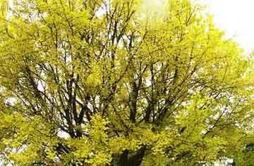 イチョウの黄葉