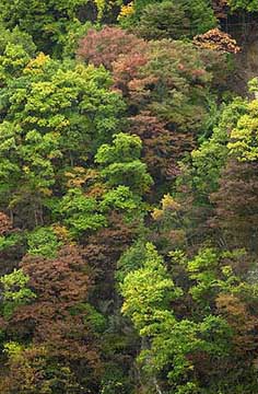 平地の紅葉の様子