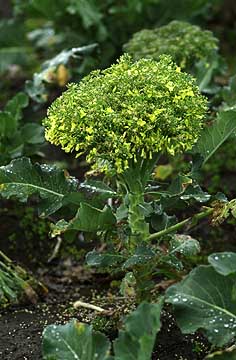 ブロッコリーの花