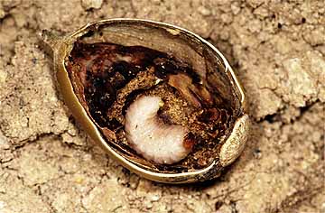 コナラシギゾウムシの幼虫