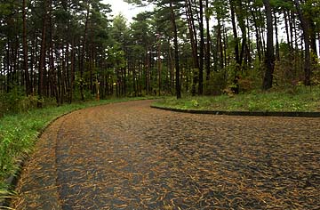 アカマツの落葉